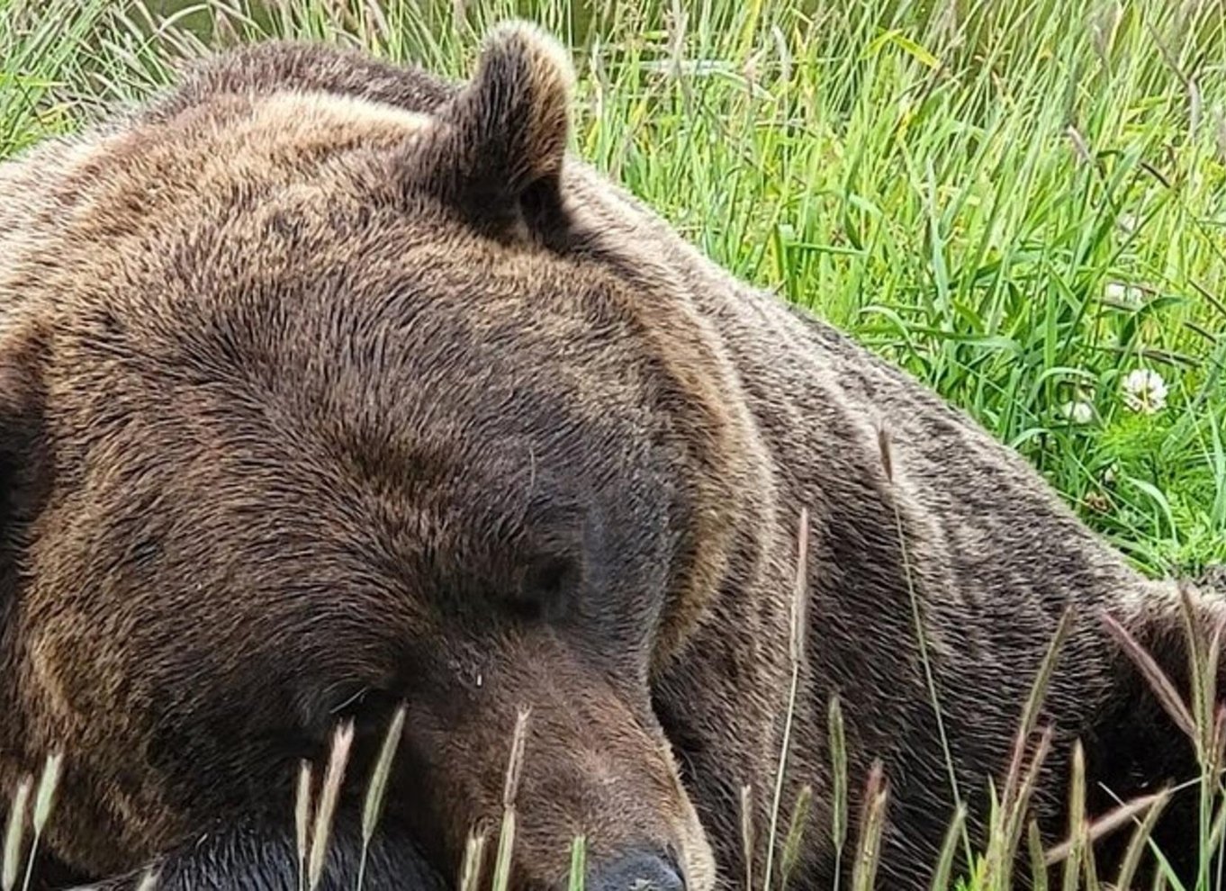 Glacier View & Wildlife Anchorage Eventyrtur