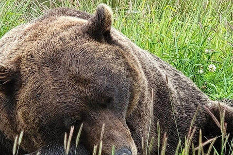 Glacier View & Wildlife Anchorage Adventure Tour