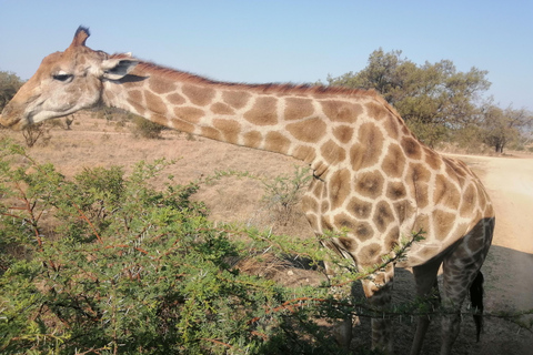 Safari nella riserva di Pilanesberg con prelievo a Johannesburg