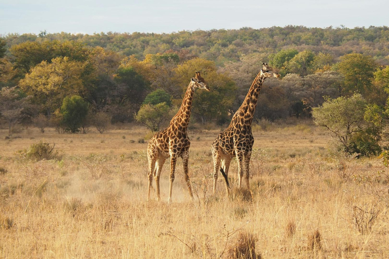 Nairóbi: Parque Nacional, Orfanato de Elefantes e Centro de GirafasParque Nacional, Orfanato de Elefantes e Centro de Girafas