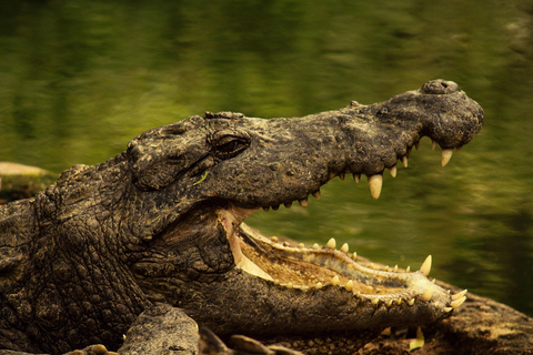 Rio Lagartos: splendide acque rosa e giro in barcaPiccolo gruppo