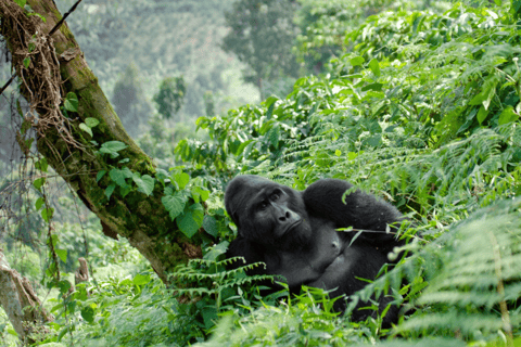 Uganda: 5-dniowa wycieczka do Parku Narodowego Królowej Elżbiety i trekking na goryle