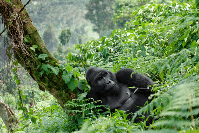 Ouganda : Circuit de 5 jours dans le parc national Queen Elizabeth et trekking aux gorilles