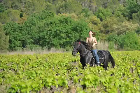Firenze: Passeggiata a cavallo, degustazione di vini e corso di cucina