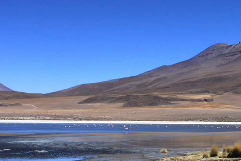 Tour Salar de Uyuni 3D/2N /Laguna Colorada/Geiser/Flamingos