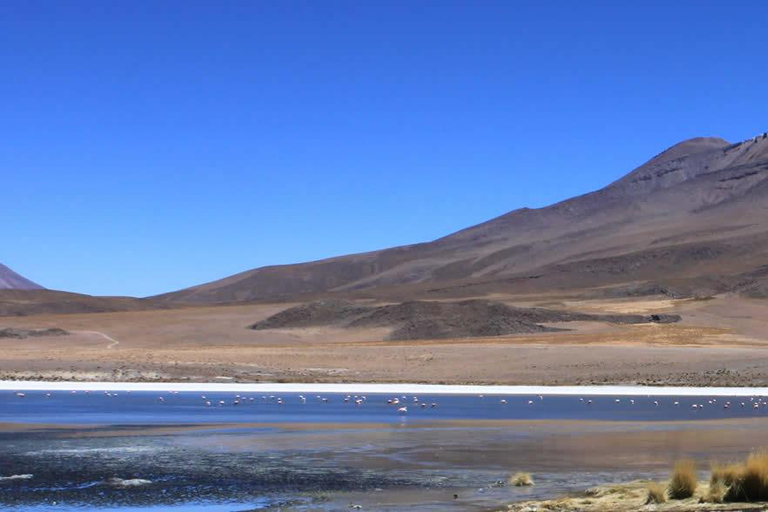 Circuit Salar de Uyuni 3D/2N /Laguna Colorada/Geiser/Flamingos