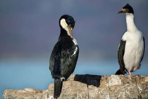 Ushuaia: Navigation through Beagle Channel & Bridges Islands