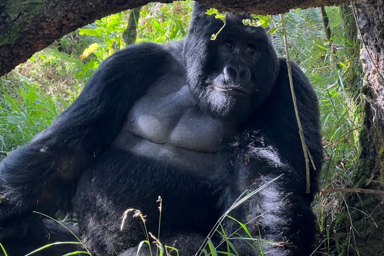 Excursión de 4 días por Ruanda y Uganda para descubrir la fauna salvaje y hacer senderismo con gorilas