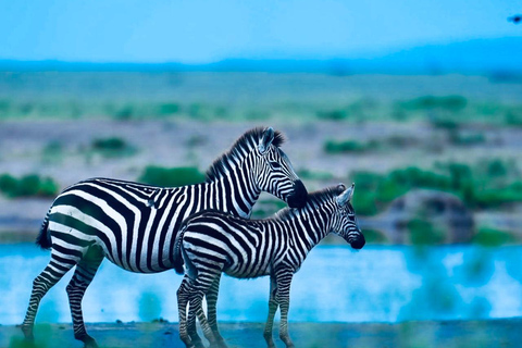 Kenya e Tanzania: Safari della Grande Migrazione di 10 giorni