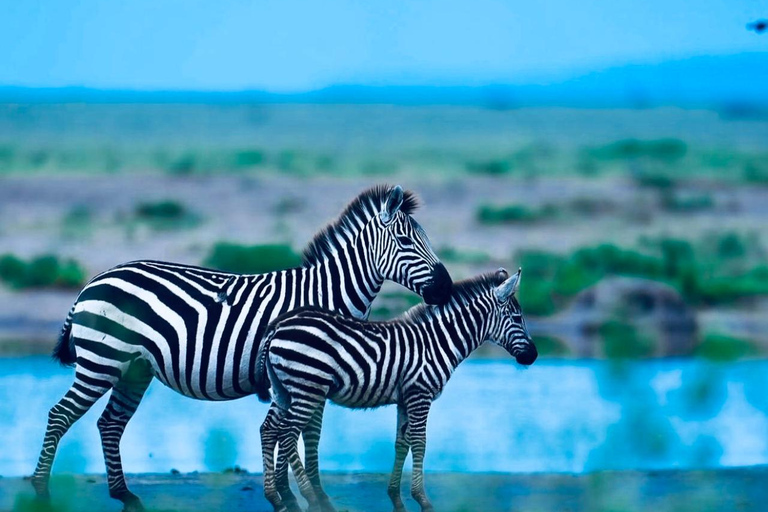 Kenya e Tanzania: Safari della Grande Migrazione di 10 giorni