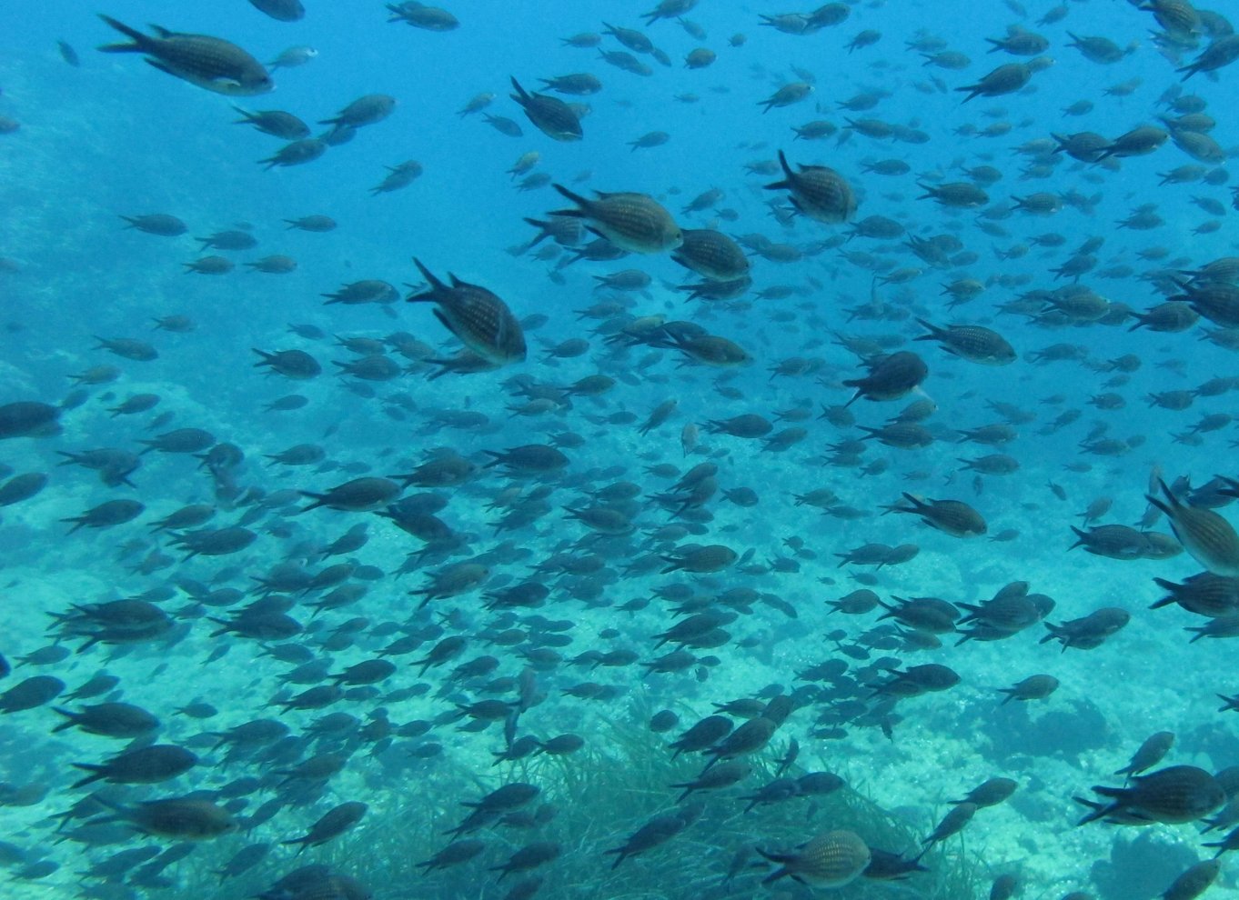 Halkidiki-Kassandra: Dykning for begyndere
