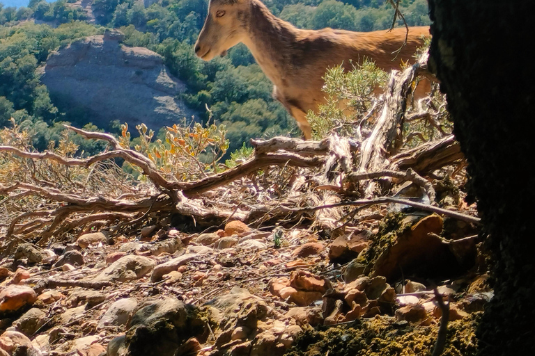 From Barcelona: Montserrat Monastery & Hike with Cable Car