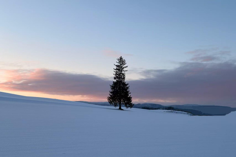 Sapporo: Furano, Biei & Ningle Terrace Winter Light Tour