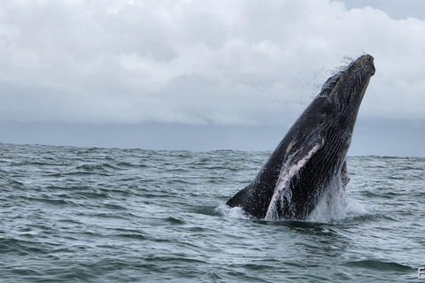 Uvita: Whale Watching Tour in Marino Ballena National Park