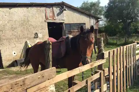 From Tropea: Horseback Riding Tour with Picnic in Francica