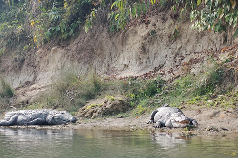 3 nätter 4 dagar Chitwan nationalpark med övernattning i Tower