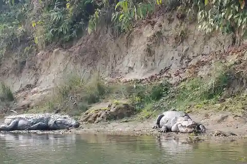 From Kathmandu or Pokhara: 5-Day Chitwan National Park Tour