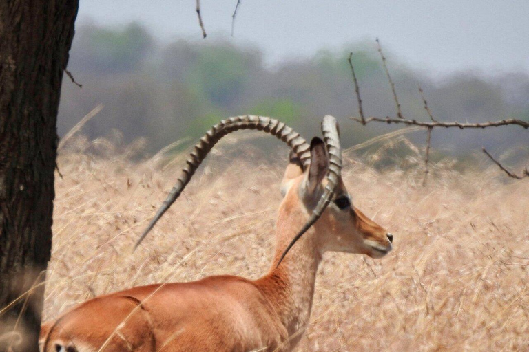 2-Day Short Safari after Kilimanjaro Climbing