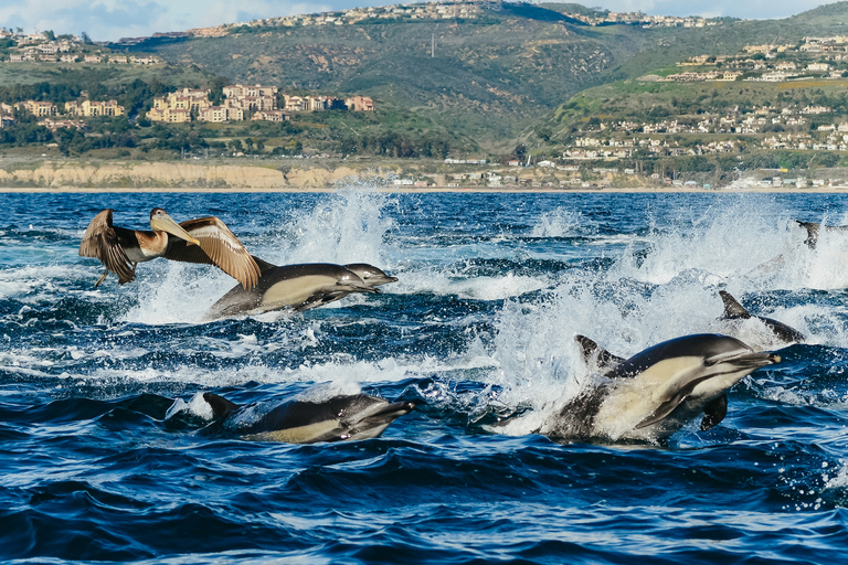 Newport Beach: 2-Hour Whale Watching Tour