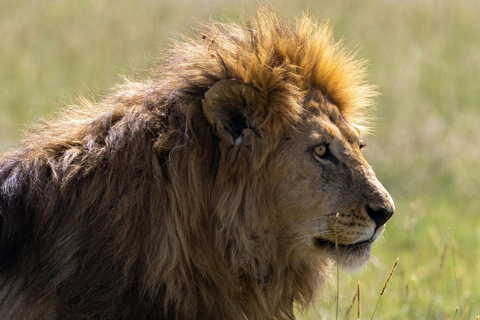 Tanzania: 4-Day Mid-Range Tour Tara, Serengeti & Ngorongoro