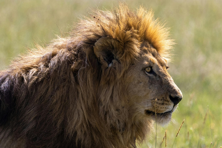 Tanzania: 4-Day Mid-Range Tour Tara, Serengeti & Ngorongoro