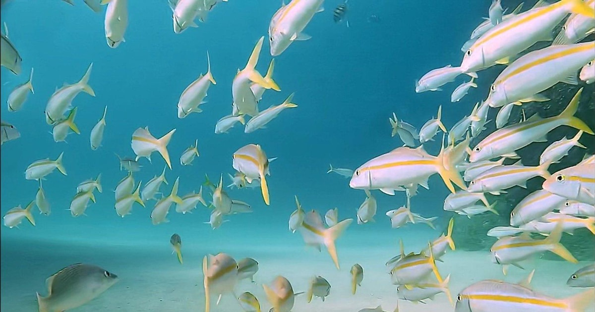 Cabo San Lucas Corridor Dive Experience GetYourGuide