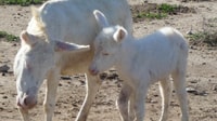 De Sntintino, viagem diurno de microônibus no Parque Nacional Asinara - Housity