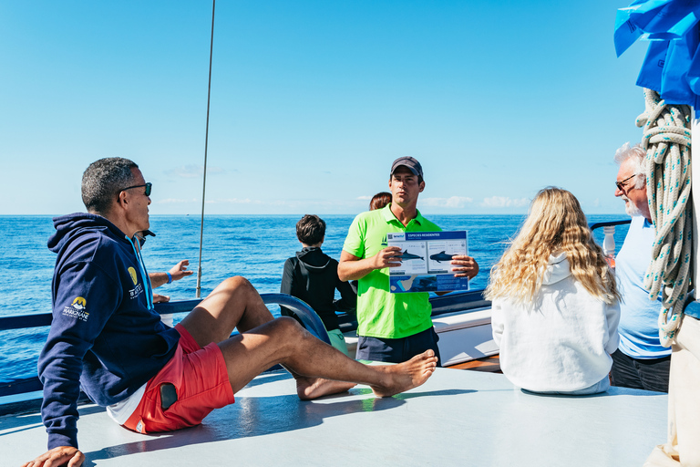 Los Cristianos: Val- och delfinkryssning utan jaktLos Cristianos: Val- och delfinkryssning utan krångel