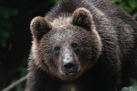 From Brasov: Bear Sanctuary, Bran Castle & Alpine Ride Bear Sanctuary & Bran Castle