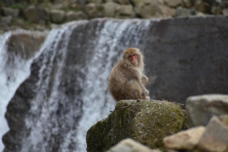 Tokyo: Private Nagano Zenko-ji & Snow Monkeys Day Trip Tokyo: Private Nagano Toyota Velfire (1–6 persons)