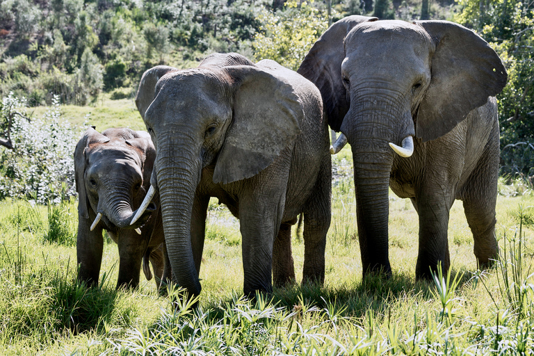 Vanuit Kaapstad: 3-daagse Tuinroute safari en kusttour