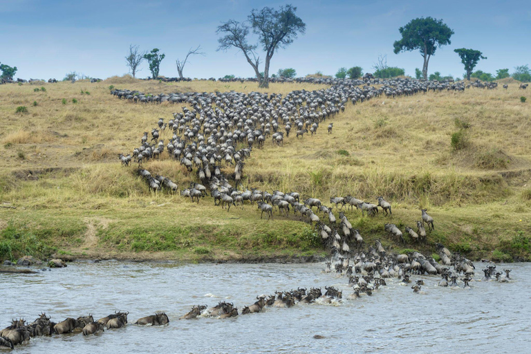 Die 3-tägige Serengeti-Bollon-Safari| Tansania Wildlife-Safari