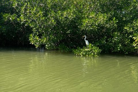 Ecotoer en vissen in de natuurlijke mangrove van Cartagena
