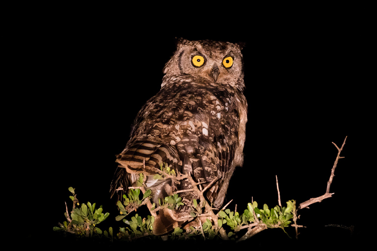 Addo Elephant National Park All Inclusive heldagssafariStandardtur