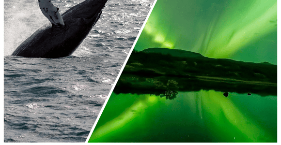 Reykjavik: Whale Watching & Northern Lights Combo Cruise