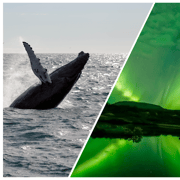 Reykjavik: Whale Watching & Northern Lights Combo Cruise
