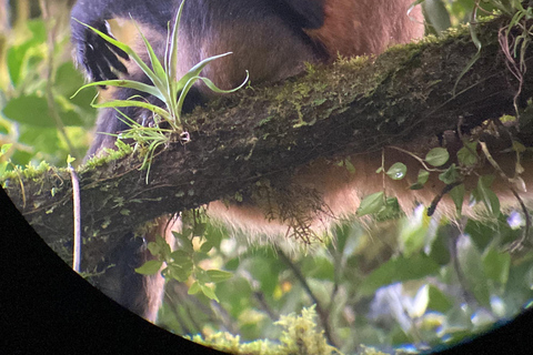 Monteverde cloud forest preserve tours