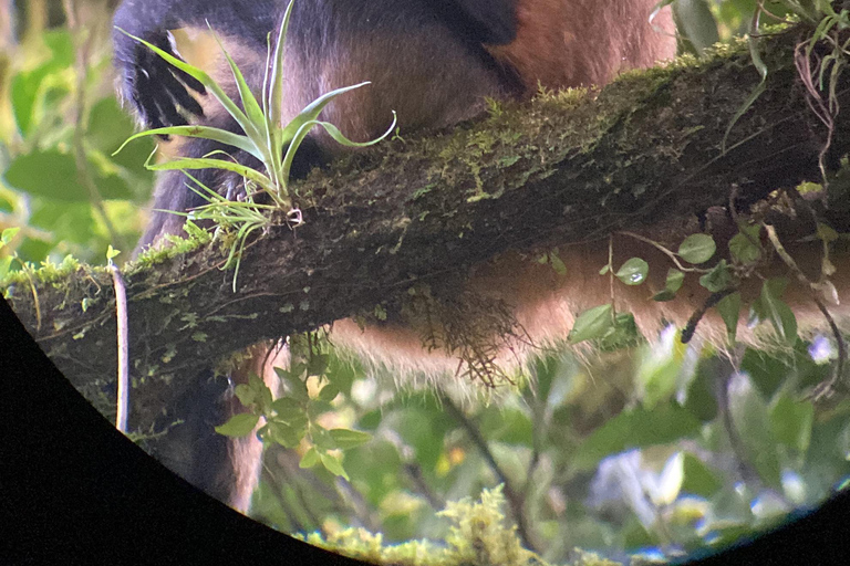 Monteverde cloud forest preserve tours