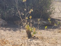 Hwange Day Trip - Housity