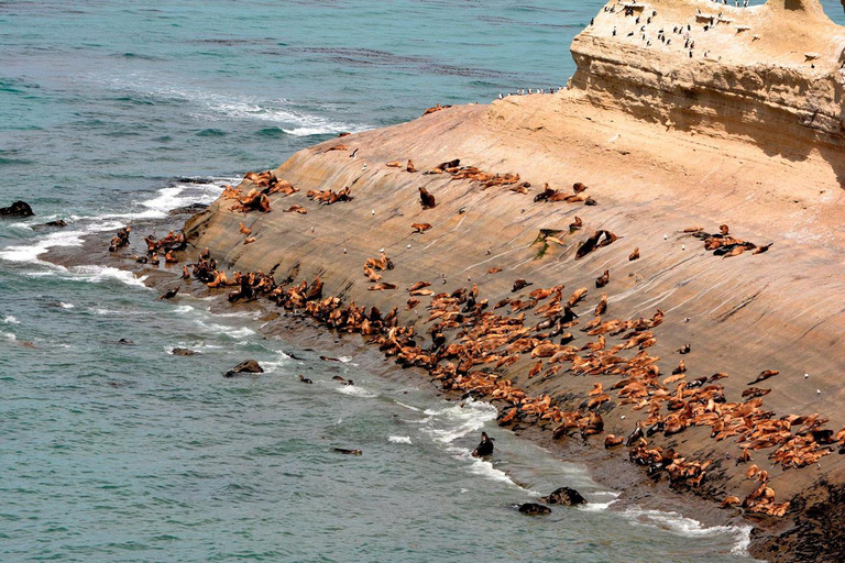 El Calafate: Monte León 4x4 Wolves and Penguins Excursion