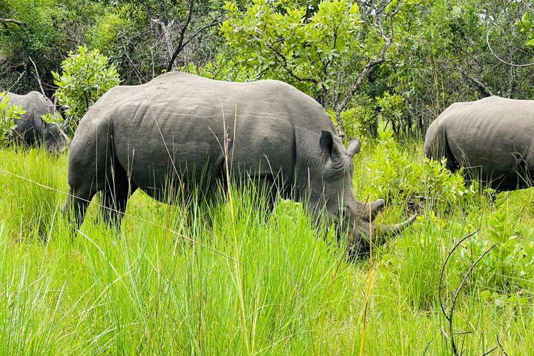 乌干达：3 天默奇森瀑布野生动物园之旅，追踪犀牛乌干达：3 日默奇森瀑布野生动物园之旅，追踪犀牛