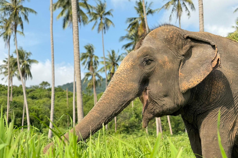 Koh Samui: Ethical Elephant Home Guided Tour with Transfers