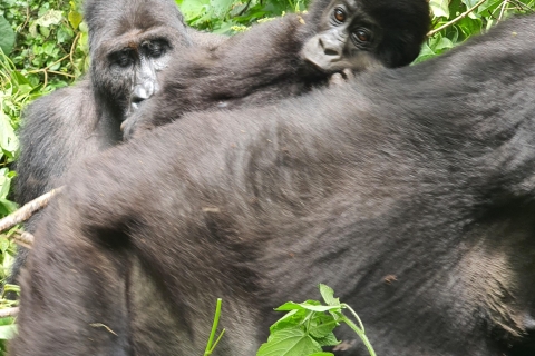 A Day Trip to Gorillas Trekking in Rwanda