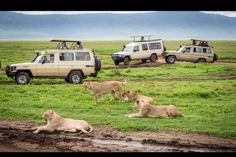 Vanuit Arusha: Ngorongoro krater safari met picknick lunch