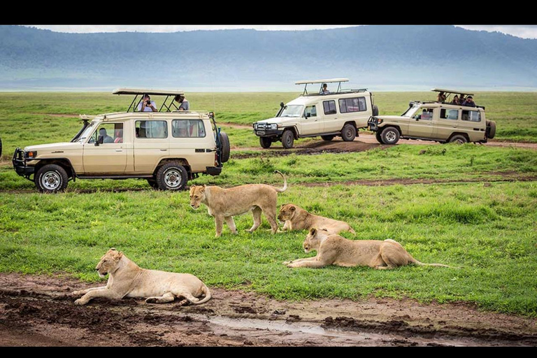 Vanuit Arusha: Ngorongoro krater safari met picknick lunch