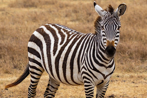 DAGSUTFLYKT FRÅN ZANZIBAR TILL NYERERE NATIONALPARK MED FLYG