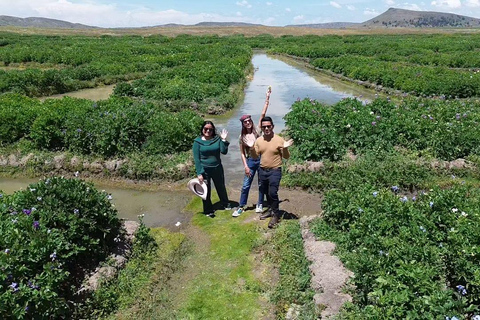 We will visit the area of the Señorios Aimara in Puno - Half Day We will visit the area of the Aimara Lordships in Puno - Half Day