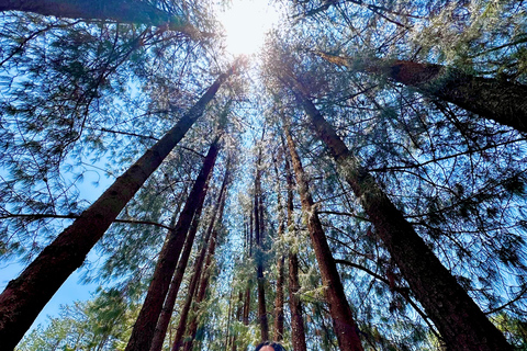 Lavender Ranch, Chautla och Val`Quirico.GRUPPRESA