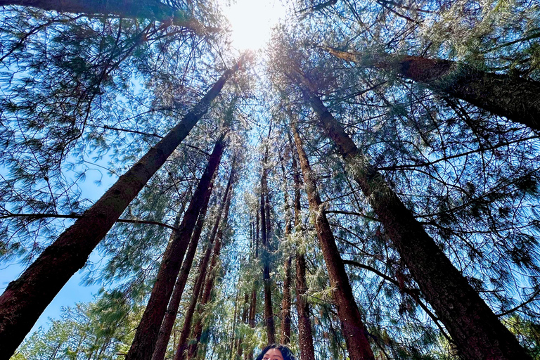 Lavender Ranch, Chautla and Val`Quirico. Private tour