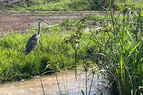 Tour di mezza giornata di birdwatching nel Parco Nazionale di Nairobi